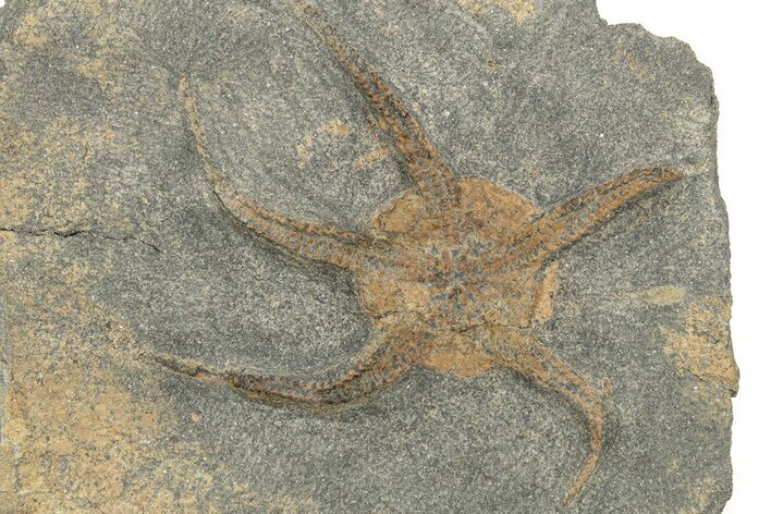 Ordovician Brittle Star (Ophiura) - Morocco #249054